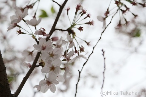 IMG_3476-20210331-173152