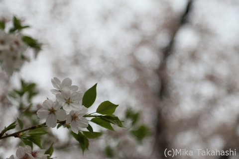 IMG_3398-20210331-172904