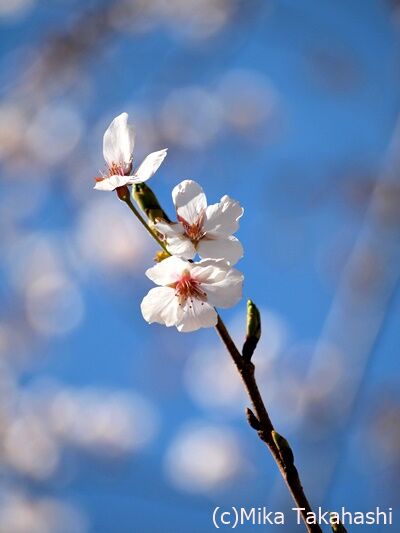 P3251664-20200408-133645