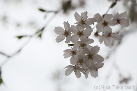 IMG_3325-20210331-172513