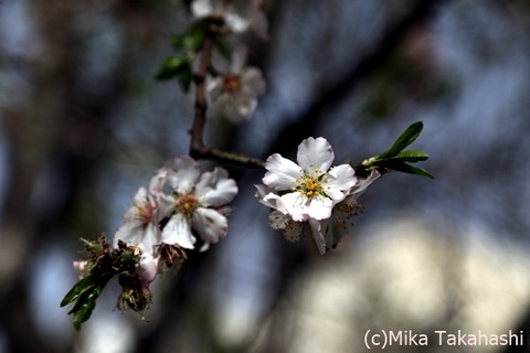 IMG_6599-20200325-171403