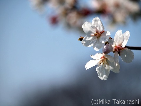 P3261731-20200409-162309