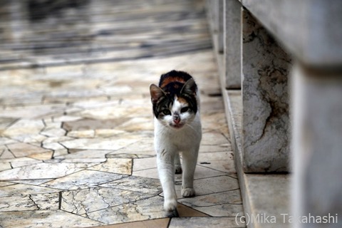 IMG_4513-20200613-121538