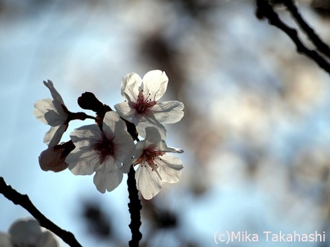 P3251616-20200408-133457