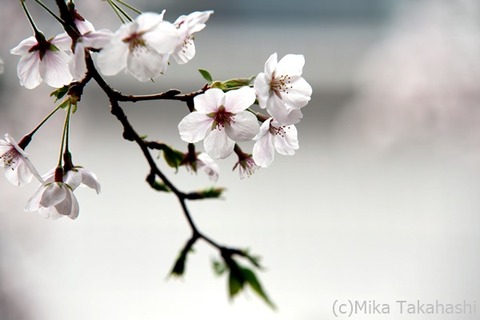 IMG_3945-20220331-152642