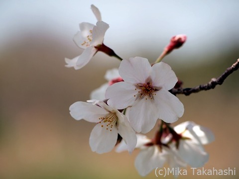 P3261721-20200409-162247