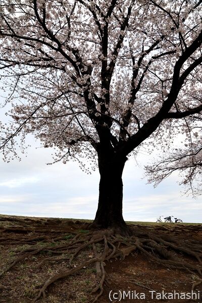 IMG_3874-20220331-152206