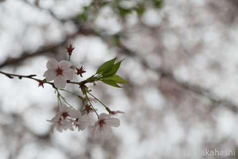 IMG_3333-20210331-172712