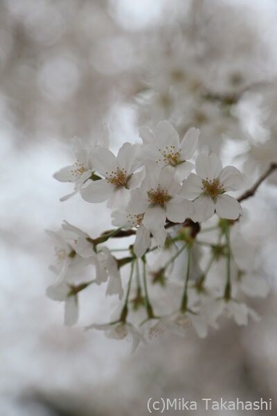 IMG_3290-20210331-172215