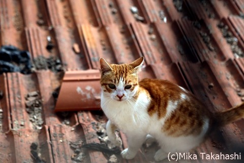 IMG_5823-20200327-181122