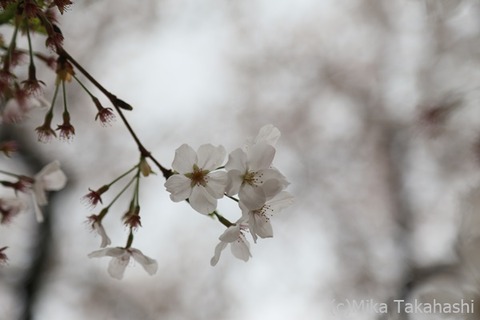 IMG_3298-20210331-172258