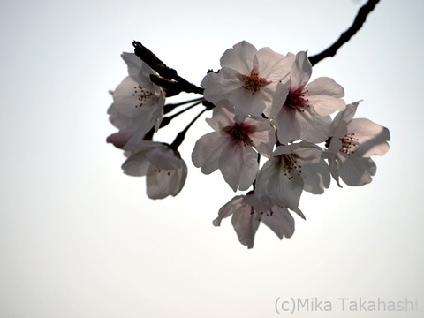 P3261690-20200408-133807