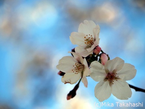 P3251649-20200408-133537