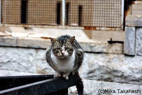 3J0A5291-20250423-204230