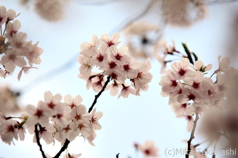 IMG_3912-20220331-152427