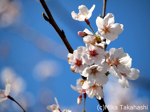 P3251662-20200408-133626