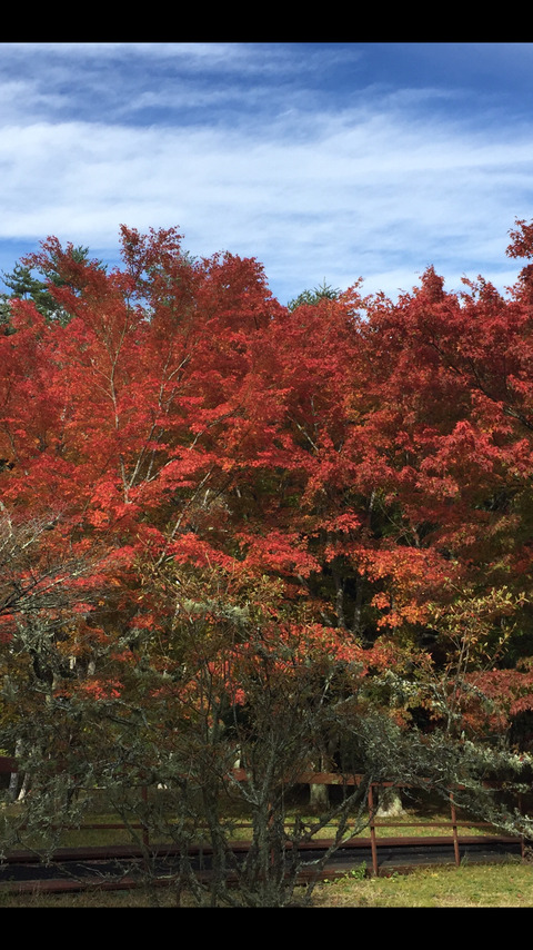 写真 2019-11-07 17 37 31