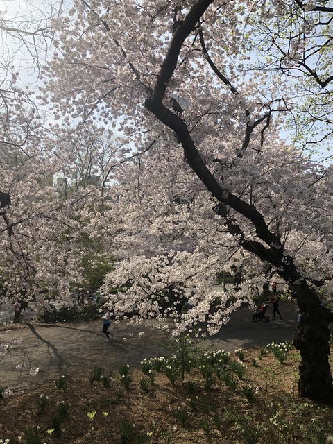 写真 2019-04-14 22 44 49