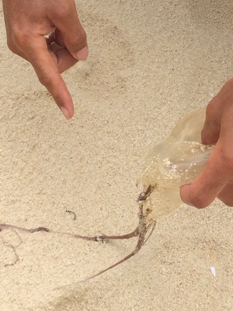 自由研究 (4)