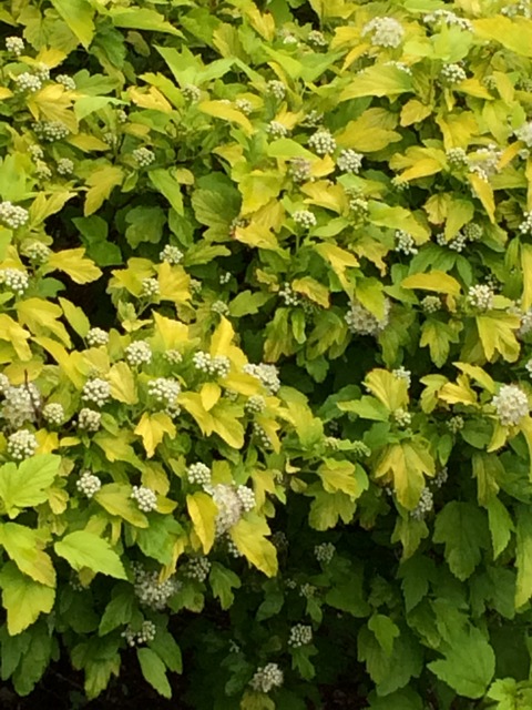Finding Summer (6)