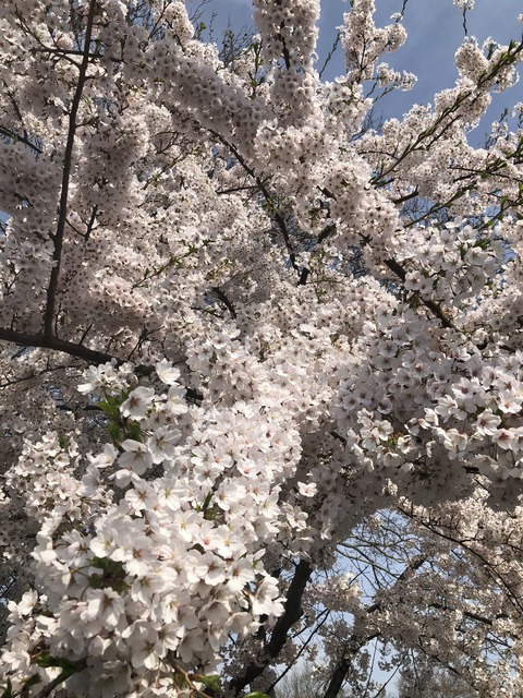 写真 2019-04-14 22 50 23