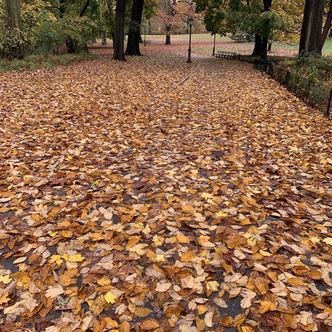 写真 2020-11-12 10 29 50