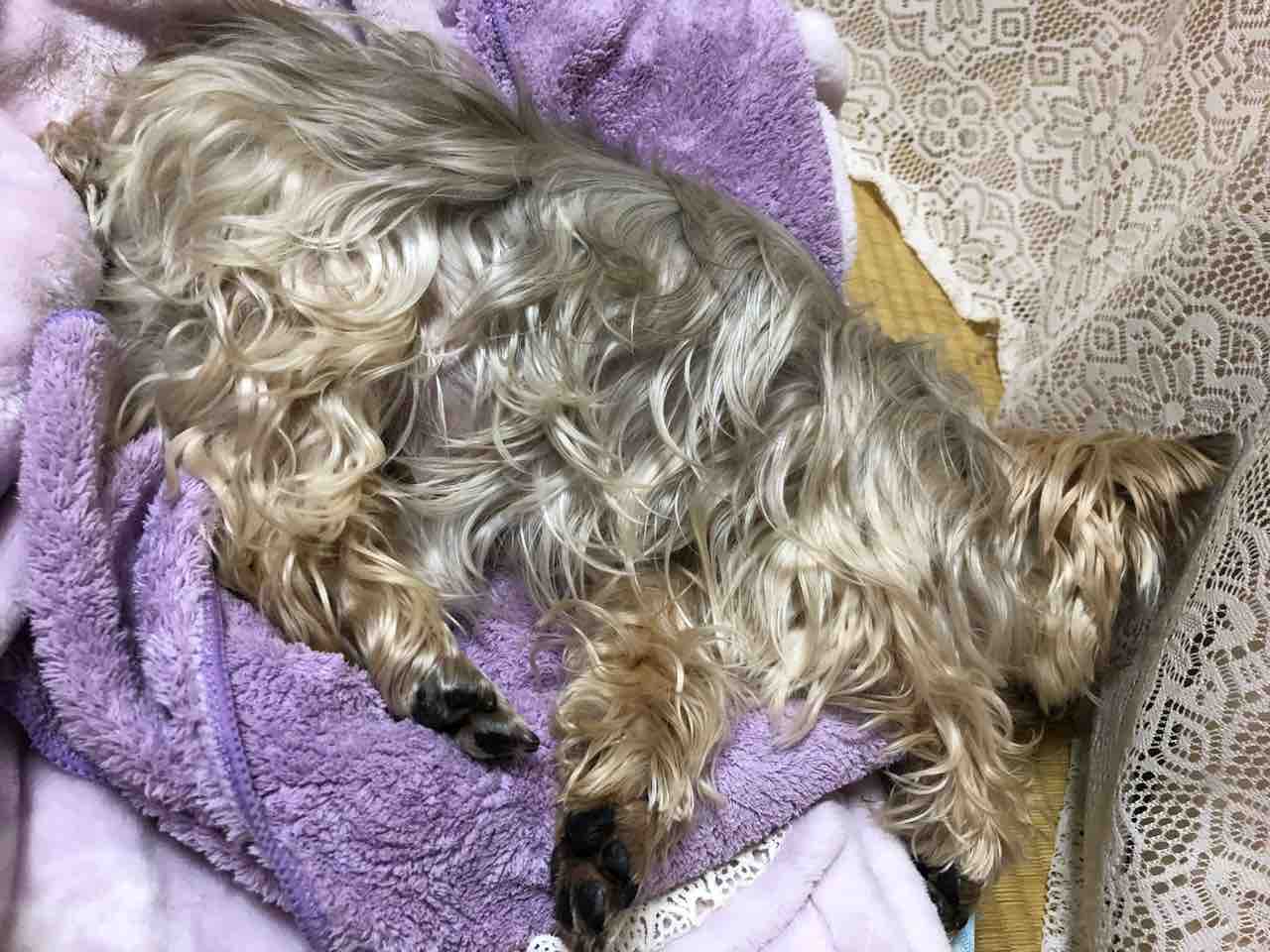 散歩 ミカ S ライン 散歩 ミカ S ライン