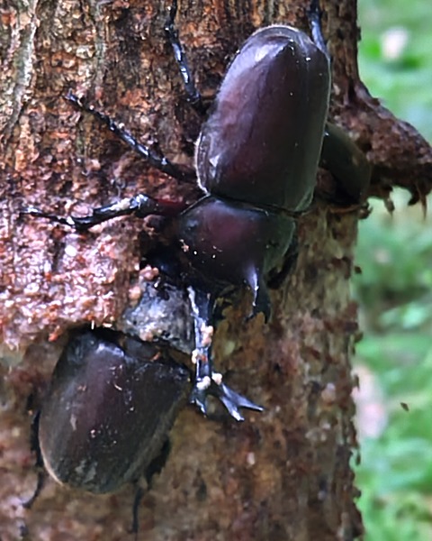 カブトムシオス