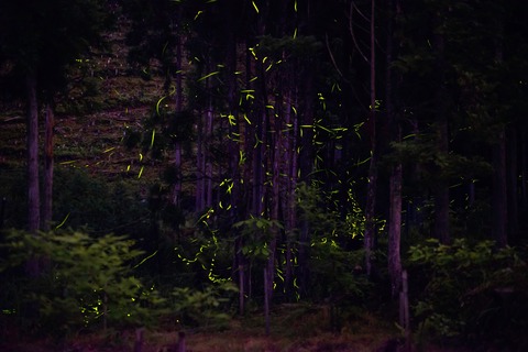 36430181_658146954521362_8996826350375403520_n