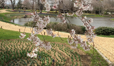 昭和記念公園_桜