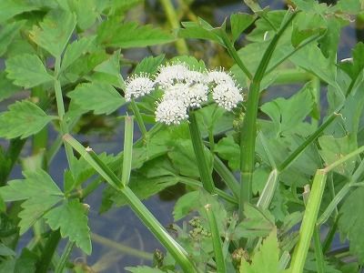 セリの花 みかん農家のこだわりみかん栽培の日々 セリの花 みかん農家のこだわりみかん栽培の日々