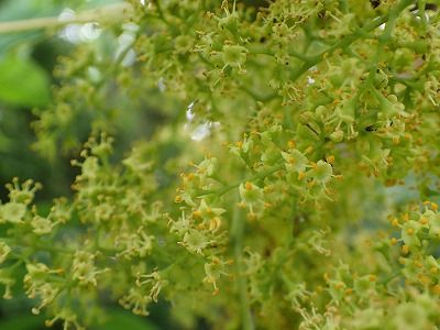 みかん農家のこだわりみかん栽培の日々 : ハゼノキの花