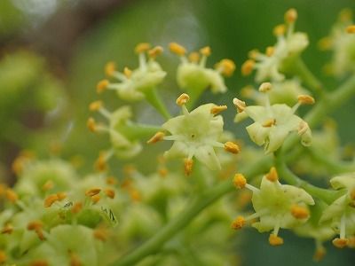 みかん農家のこだわりみかん栽培の日々 : ハゼノキの花