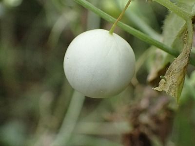 スズメウリ みかん農家のこだわりみかん栽培の日々