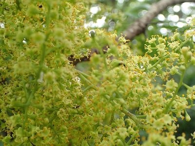 みかん農家のこだわりみかん栽培の日々 : ハゼノキの花