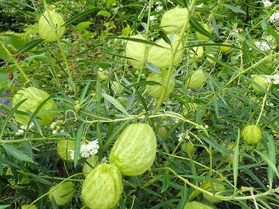 P7100085
