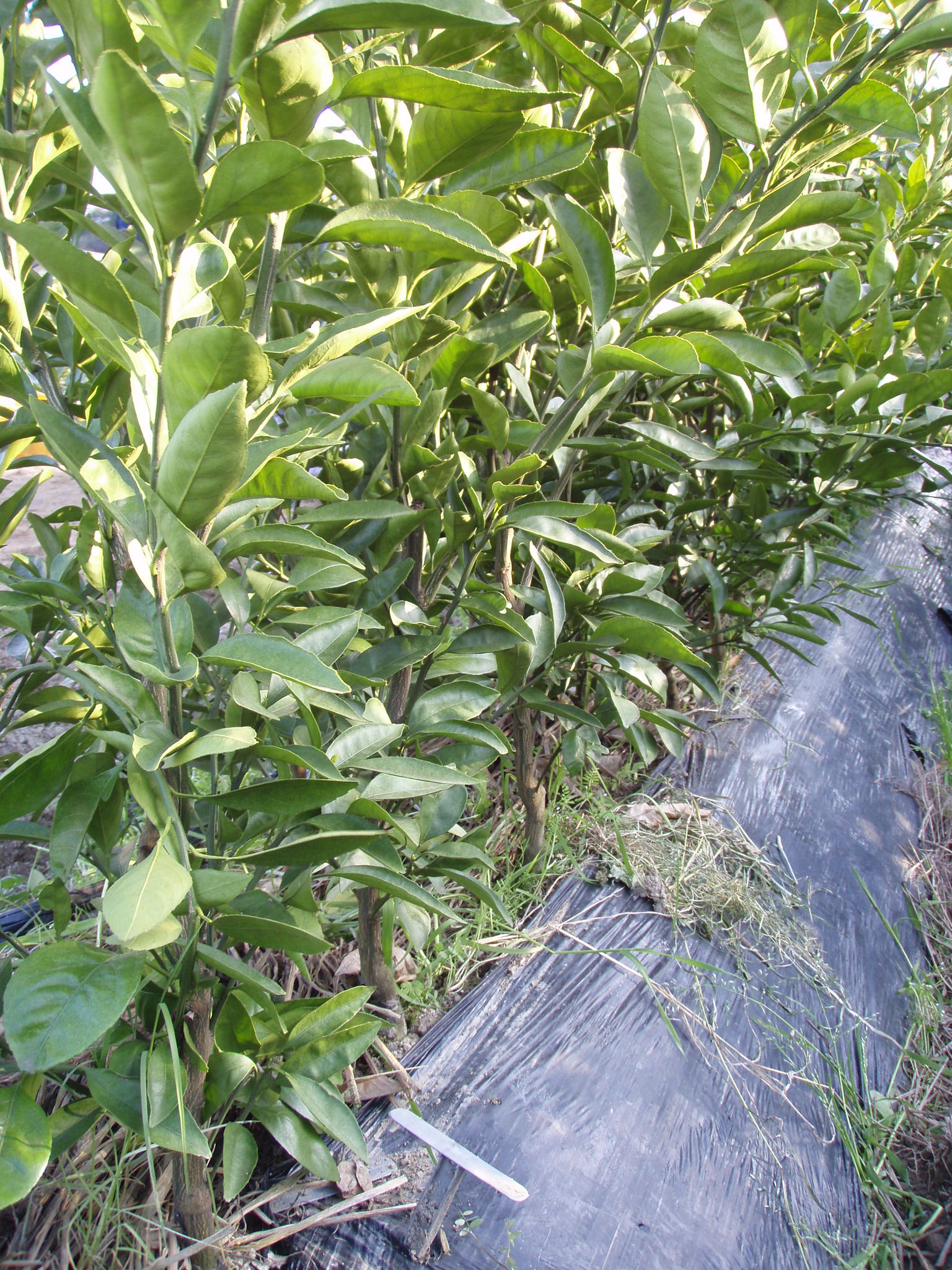 みかん農家のこだわりみかん栽培の日々 みかん苗木の風景