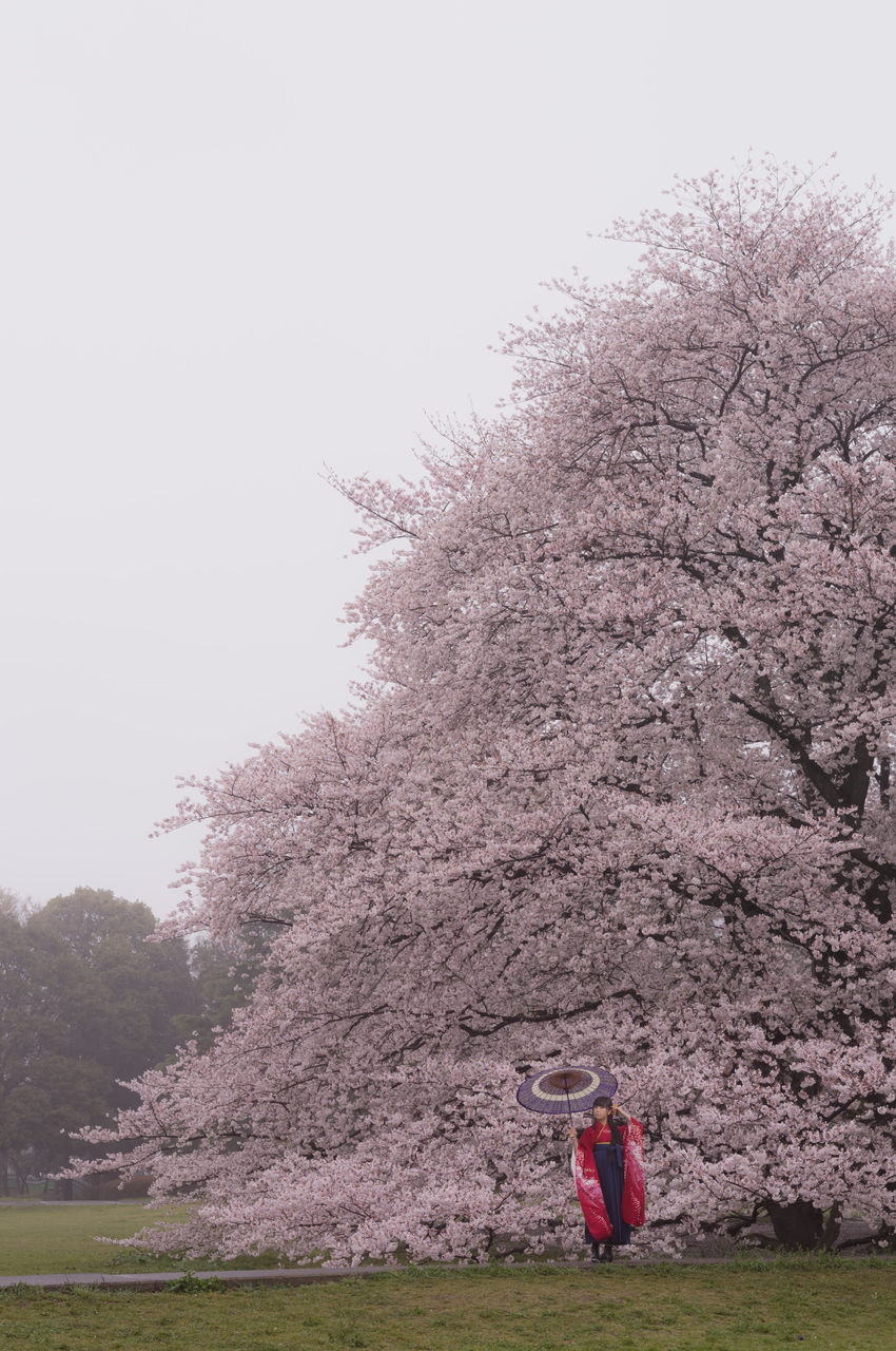 Portrait 桜と袴 春の雨 Mikaphoto