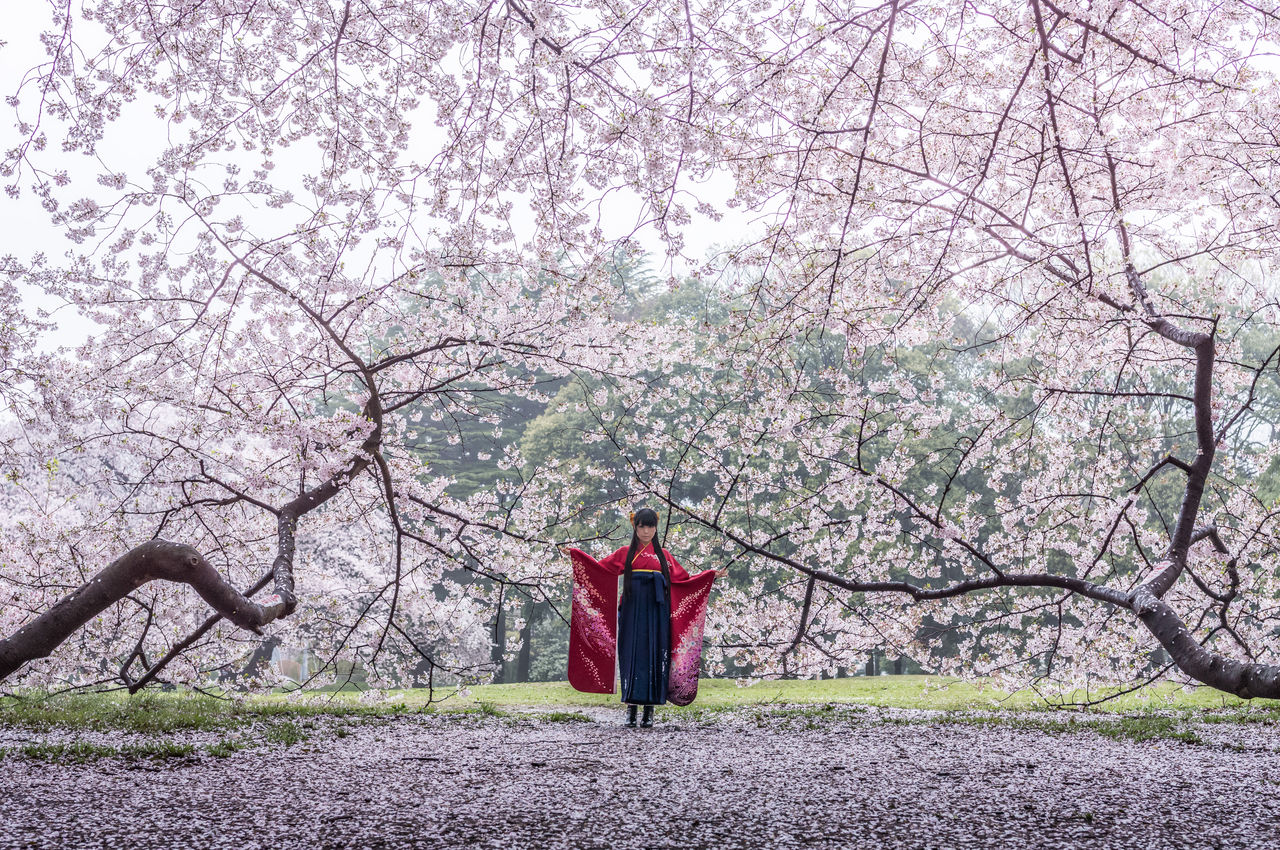 Portrait 桜と袴 春の雨 Mikaphoto