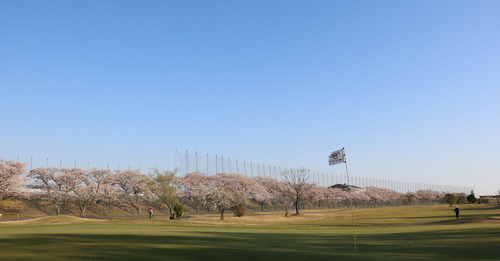 20200406桜2