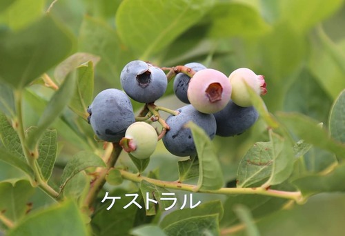 FB_IMG_1591436658874