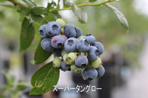 FB_IMG_1591436650484