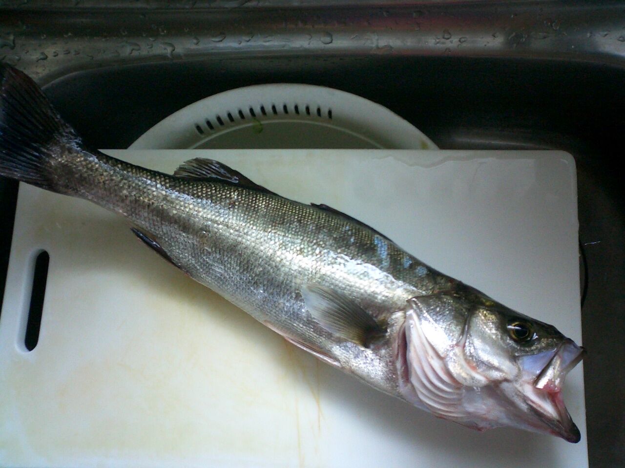 Feラボ 釣り シーバス