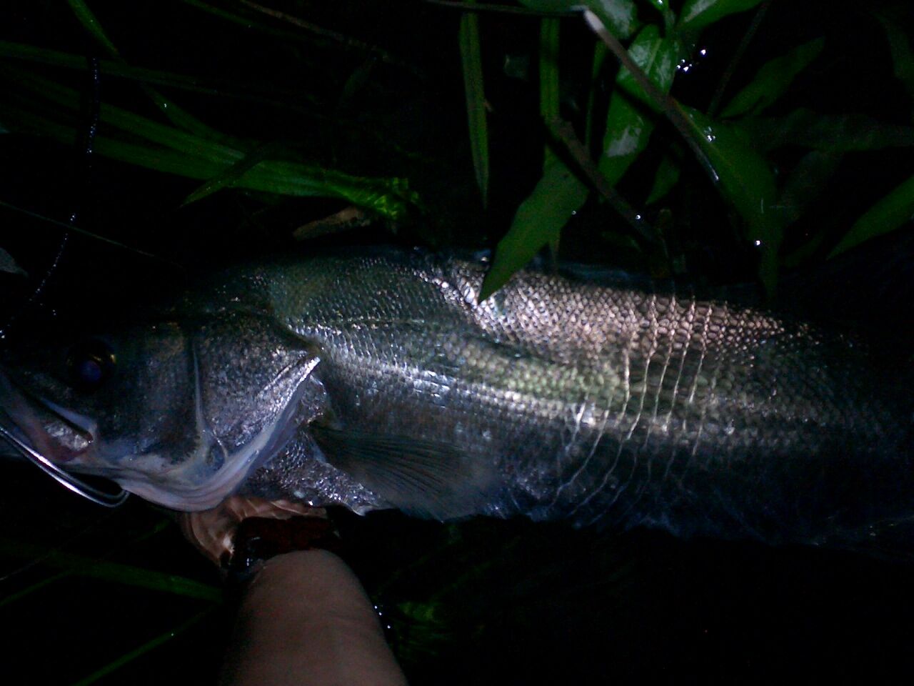 Feラボ 釣り シーバス