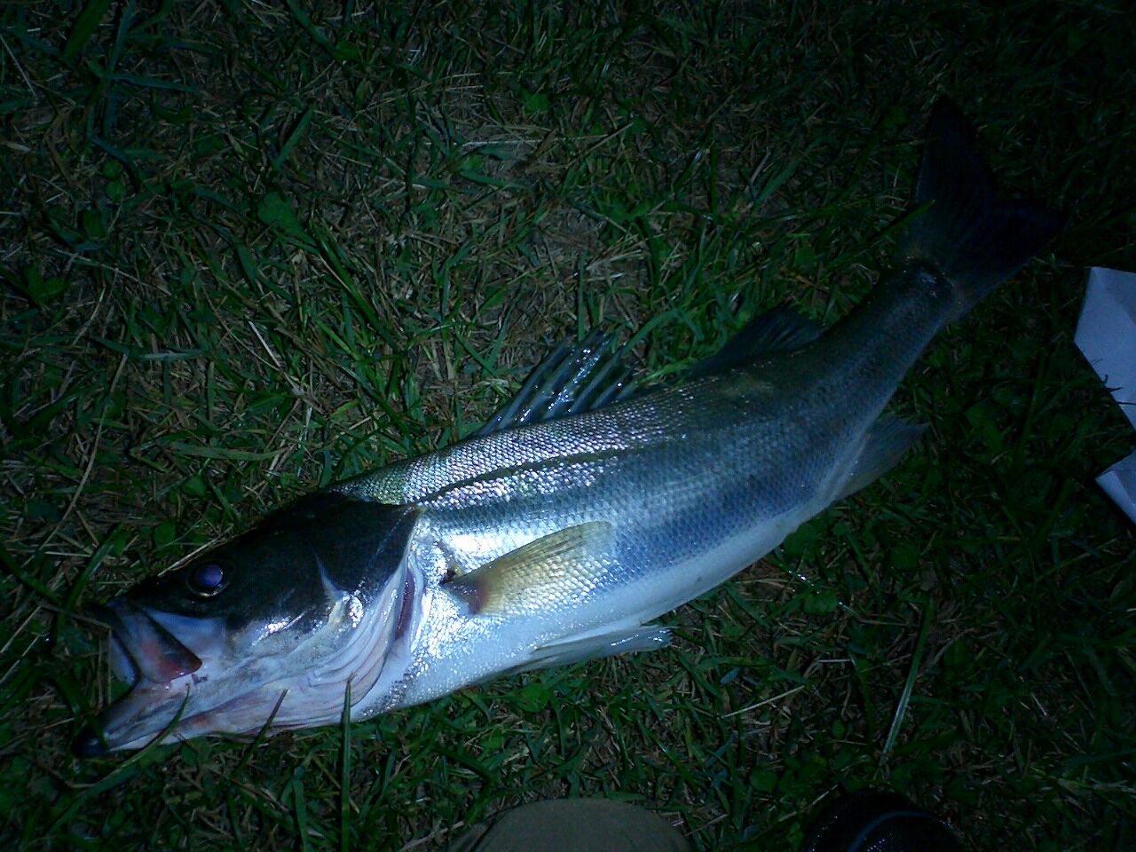 Feラボ 釣り シーバス Feラボ 釣り シーバス