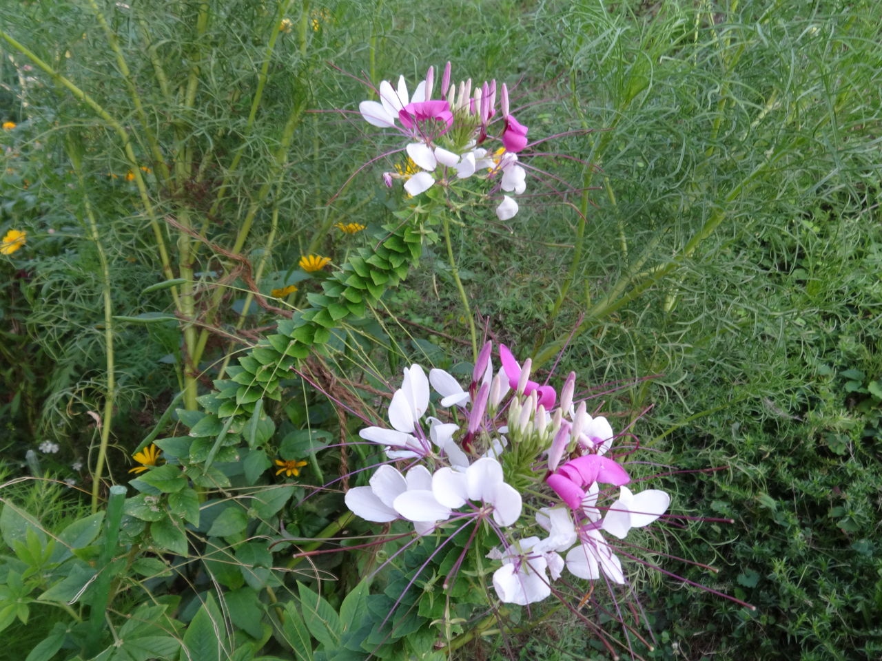 夏を彩る花 秋田のばーばの花日記