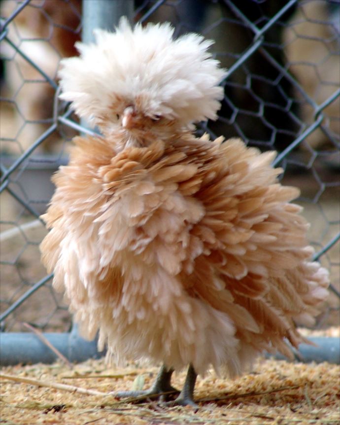鶏 にわとり大好き でもいろいろ大変 毎日動物速報 鶏 にわとり大好き でもいろいろ大変 毎日動物速報