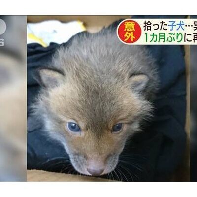 画像 拾った子犬 実はキツネだった 毎日動物速報