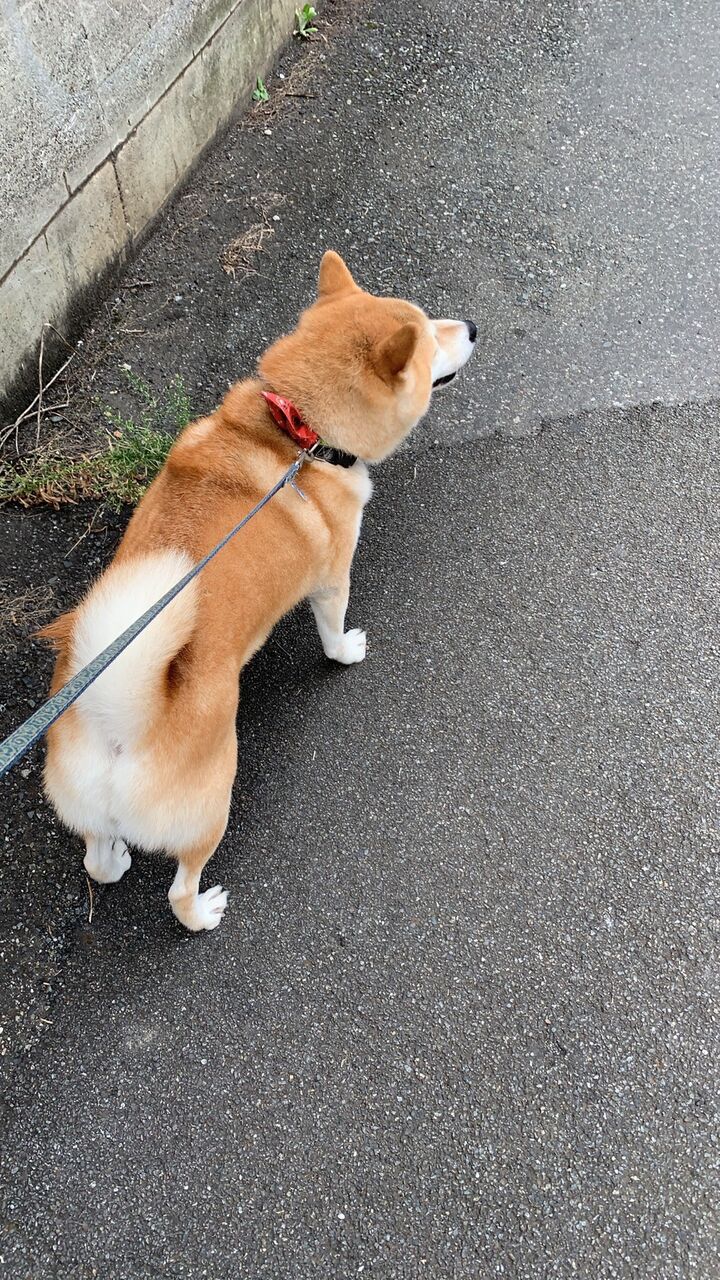 柴犬 魔除けとして犬の遠吠えの真似をする役職があった 毎日動物速報