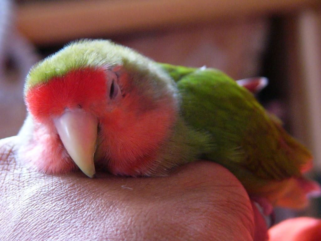 画像 コザクラインコ飼ってみたい人必見 毎日動物速報 画像 コザクラインコ飼ってみたい人必見 毎日動物速報